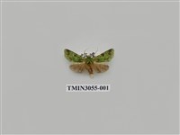 藏品(夜蛾779)的圖片